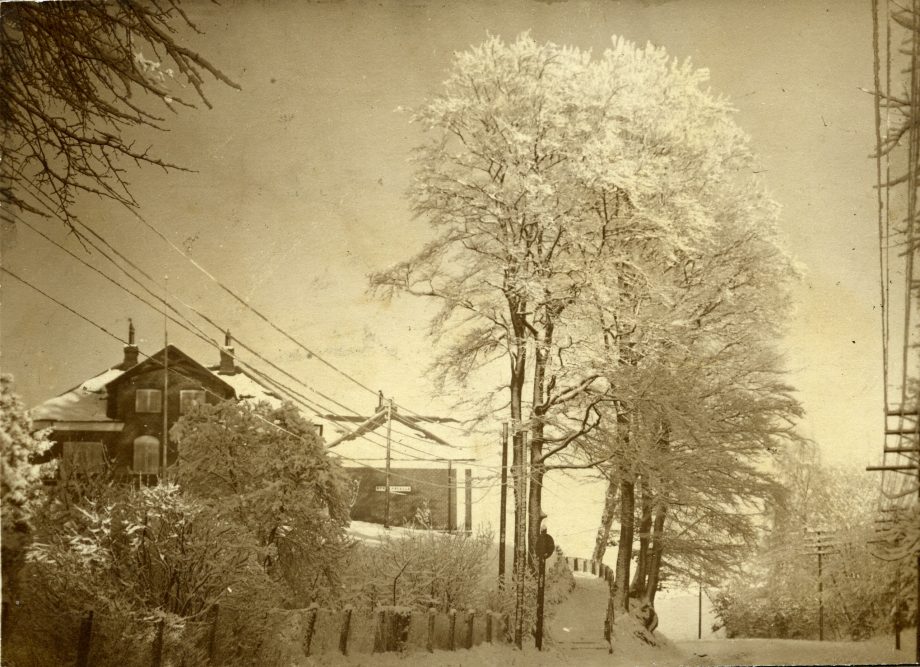 Vinterfoto med rim på træerne